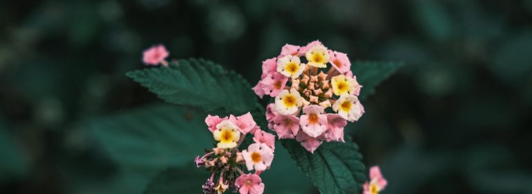 Love is the flower you’ve got to let grow